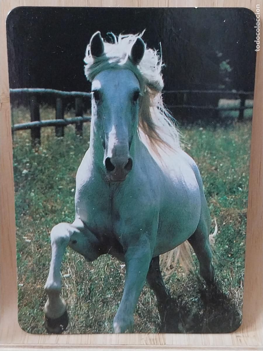 Coleccionismo Calendarios: CABALLO BLANCO CALENDARIO 1999 PUBLI *** TALLERES MORATALAZ *** REF BO 543