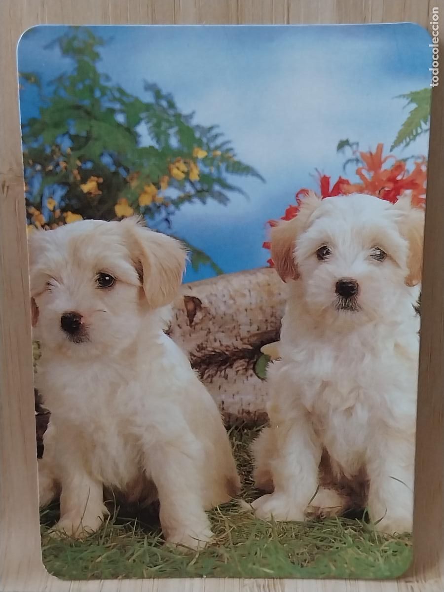 Coleccionismo Calendarios: PERROS BLANCOS CALENDARIO 1998 PUBLI *** PAJARERIA OROPENDOLA RIVAS *** REF L 143
