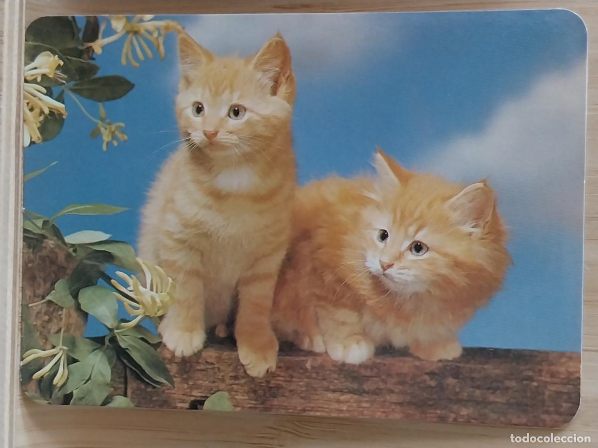 Coleccionismo Calendarios: GATOS CACHORROS CALENDARIO 1997 PUBLI *** MERCERIA GARCIA PARLA *** REF BO 588