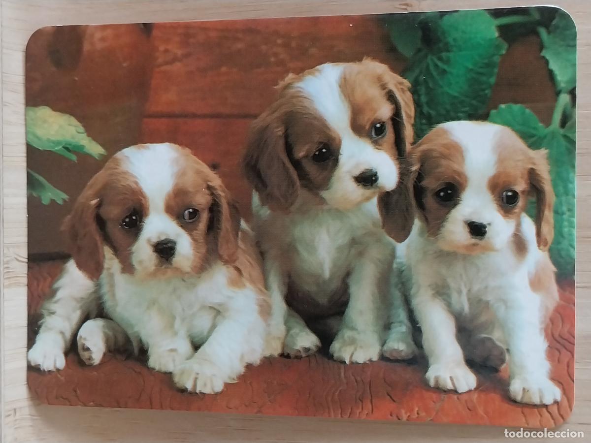 Coleccionismo Calendarios: BEAGLES CACHORROS CALENDARIO 2000 PUBLI *** PINTURAS PIZARRO *** REF BO 572