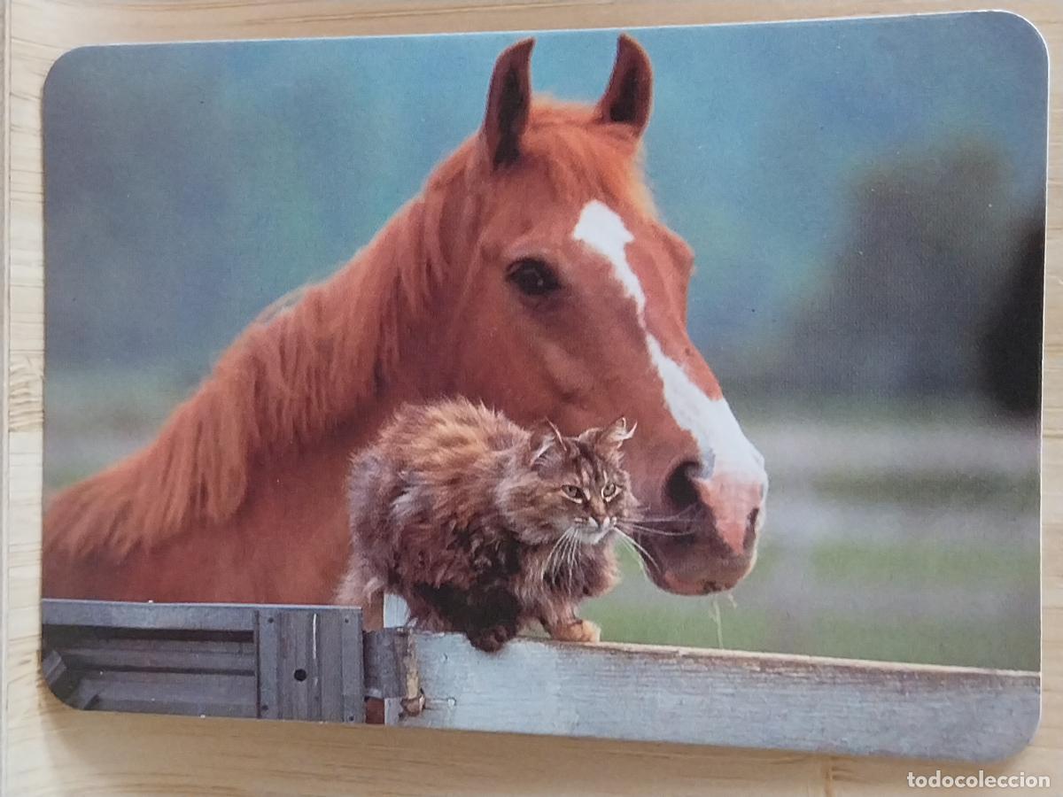 Coleccionismo Calendarios: CABALLO GATO CALENDARIO 1999 PUBLI *** OROPENDOLA PAJARERIA RIVAS *** REF RR 053