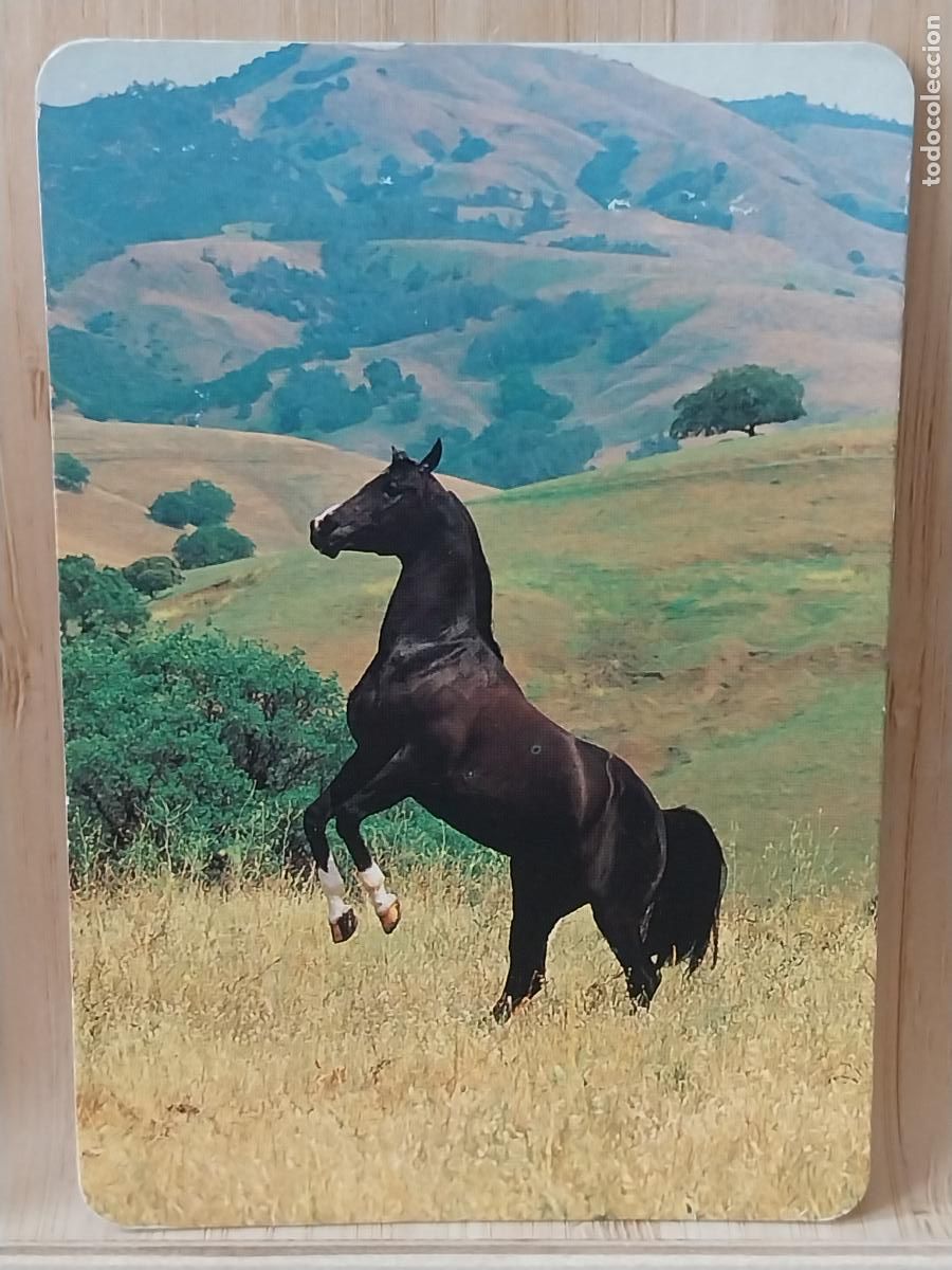 Coleccionismo Calendarios: CABALLO NEGRO CALENDARIO 1998 PUBLI *** OROPENDOLA PAJARERIA RIVAS *** REF L147