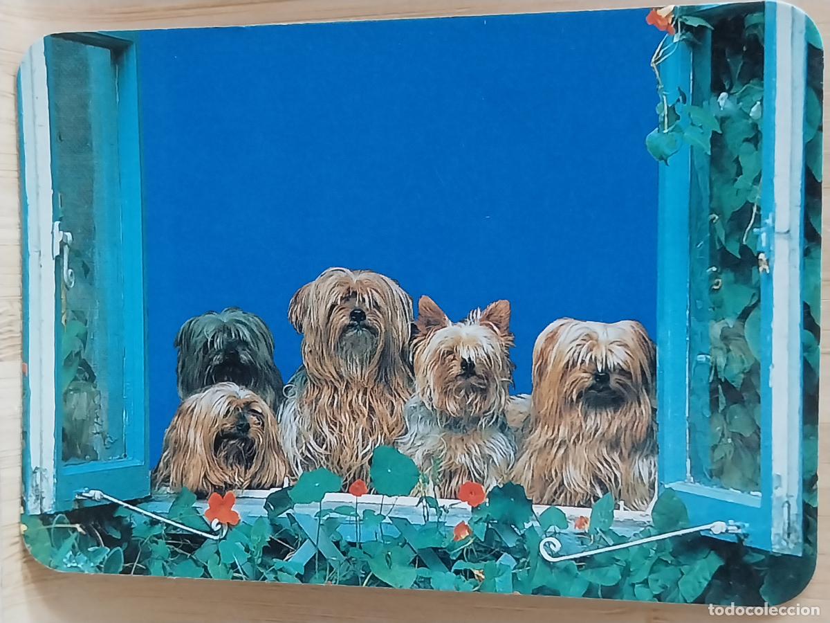Coleccionismo Calendarios: PERROS CACHORROS CALENDARIO 1992 PUBLI *** SIN PUBLICIDAD *** REF WCB 330