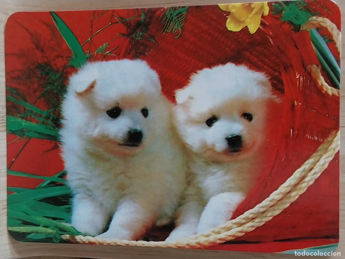 Coleccionismo Calendarios: PERROS CACHORROS CALENDARIO 1999 PUBLI *** PAMAY PUBLICIDAD *** REF BO 560