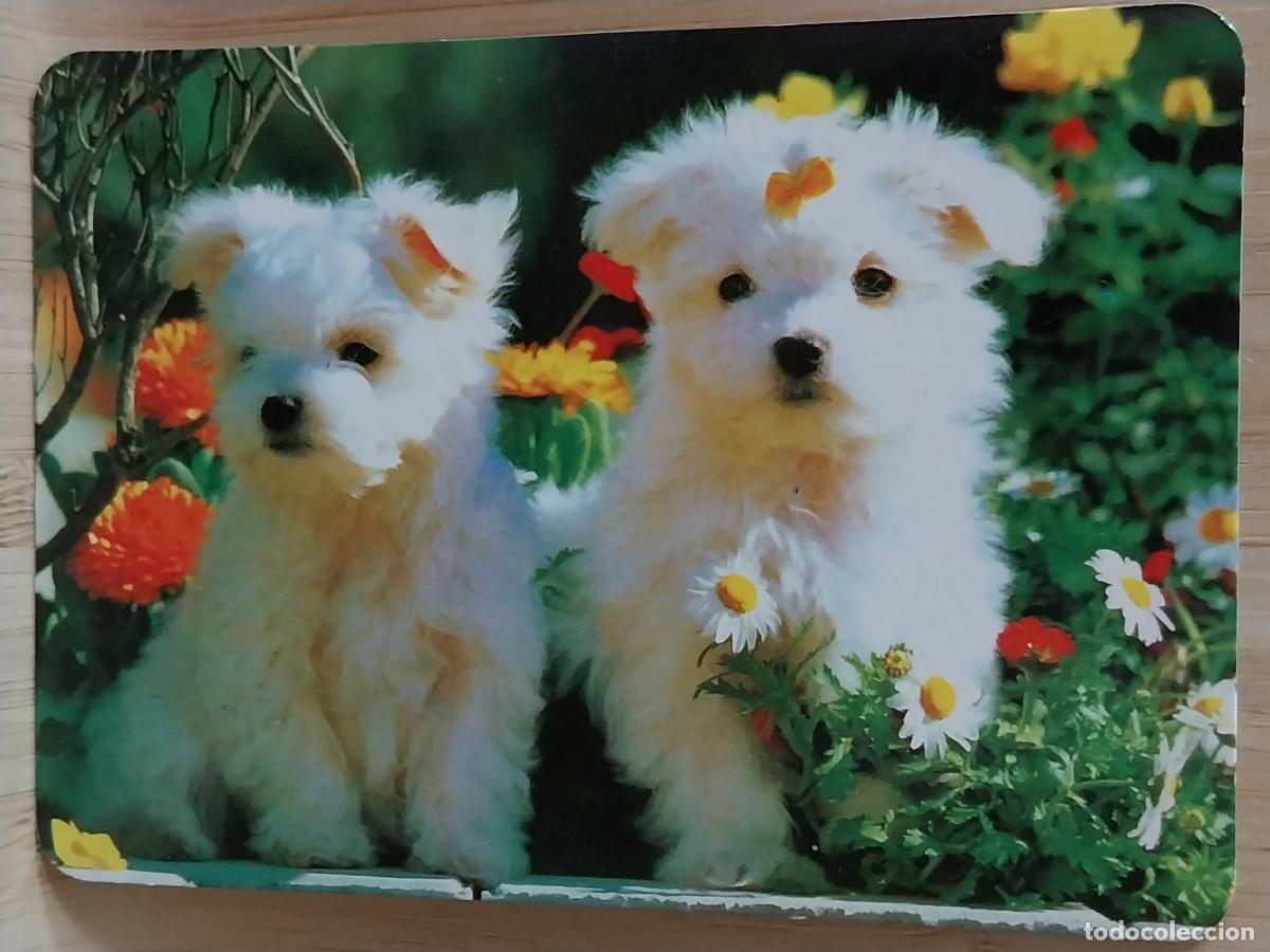 Coleccionismo Calendarios: PERROS CACHORROS CALENDARIO 1999 PUBLI *** PAMAY PUBLICIDAD *** REF BO 562