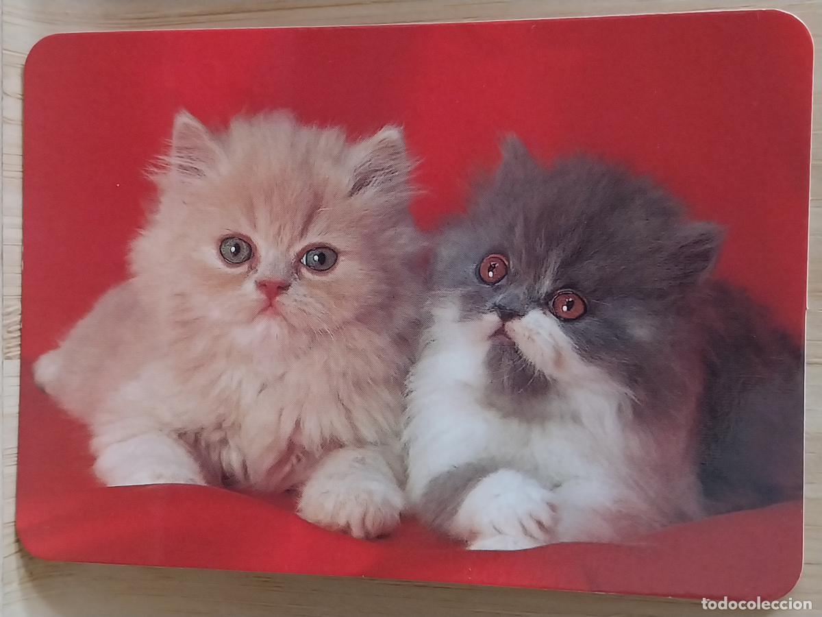 Coleccionismo Calendarios: GATOS CACHORROS CALENDARIO 1999 PUBLI *** OROPENDOLA PAJARERIA RIVAS *** REF RR 42