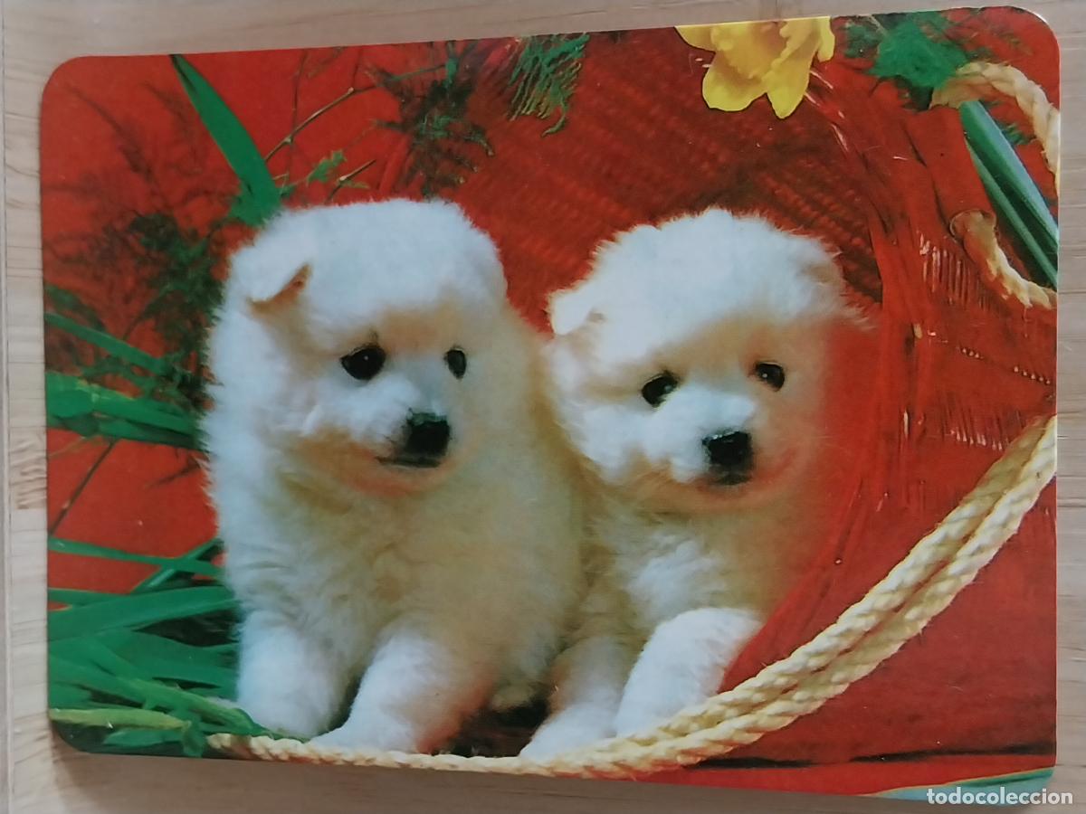 Coleccionismo Calendarios: PERRITOS CALENDARIO 1999 PUBLI *** BAR BORDALLOS *** REF BO560