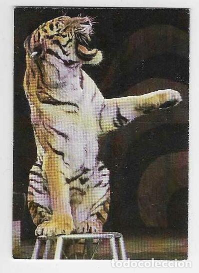 Coleccionismo Calendarios: CALENDARIO DE BOLSILLO DE RUSIA A&Ntilde;O 1988 FAUNA: TIGRE - CIRCO - VER FOTO REVERSO