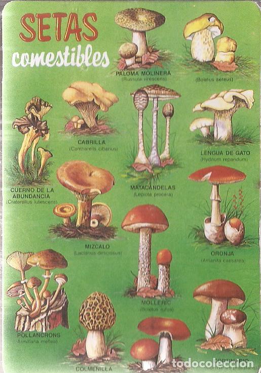 Coleccionismo Calendarios: CALENDARIO SERIE A&Ntilde;O 1991 SERIE M.P. N&ordm; 32