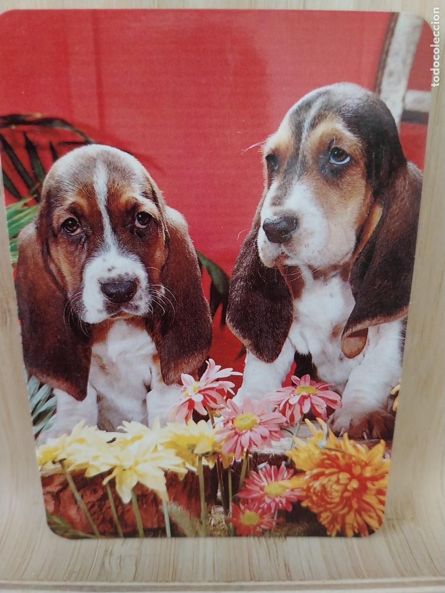 Collectionnisme Calendriers: PERROS CALENDARIO A&Ntilde;O 1995 PUBLI *** APARICIO I II *** REF L 142