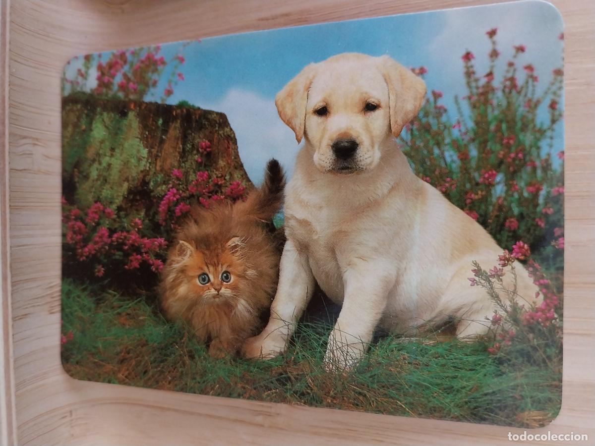 Collectionnisme Calendriers: GATO PERRO CALENDARIO A&Ntilde;O 1997 PUBLI *** COPIAS MARROQUINA *** REF BO 586 ***