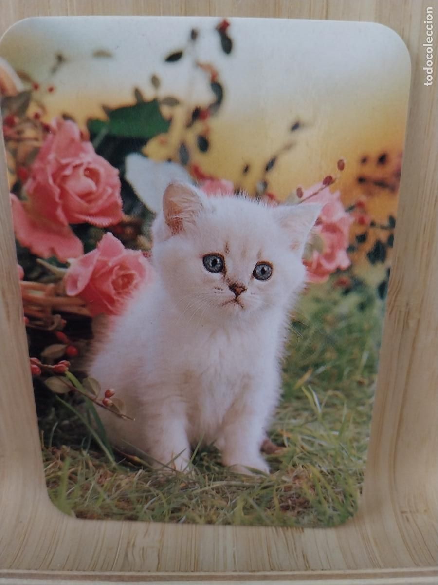 Colecionismo Calend&aacute;rios: GATO CACHORRO A&Ntilde;O 1991 PUBLICIDAD PUBLI *** VIDEO CLUB GADOVI *** REF CLB2514 ++