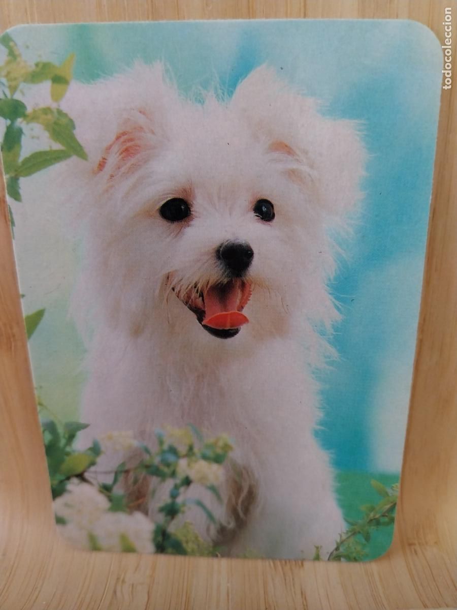 Coleccionismo Calendarios: CACHORRO PERRO A&Ntilde;O 1992 PUBLICIDAD PUBLI *** BAR BIARRITZ *** REF WCB 341