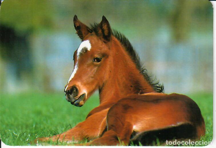 Collectables Calendars: CALENDARIO DE SERIE - A&Ntilde;O 2000 - RR 46
