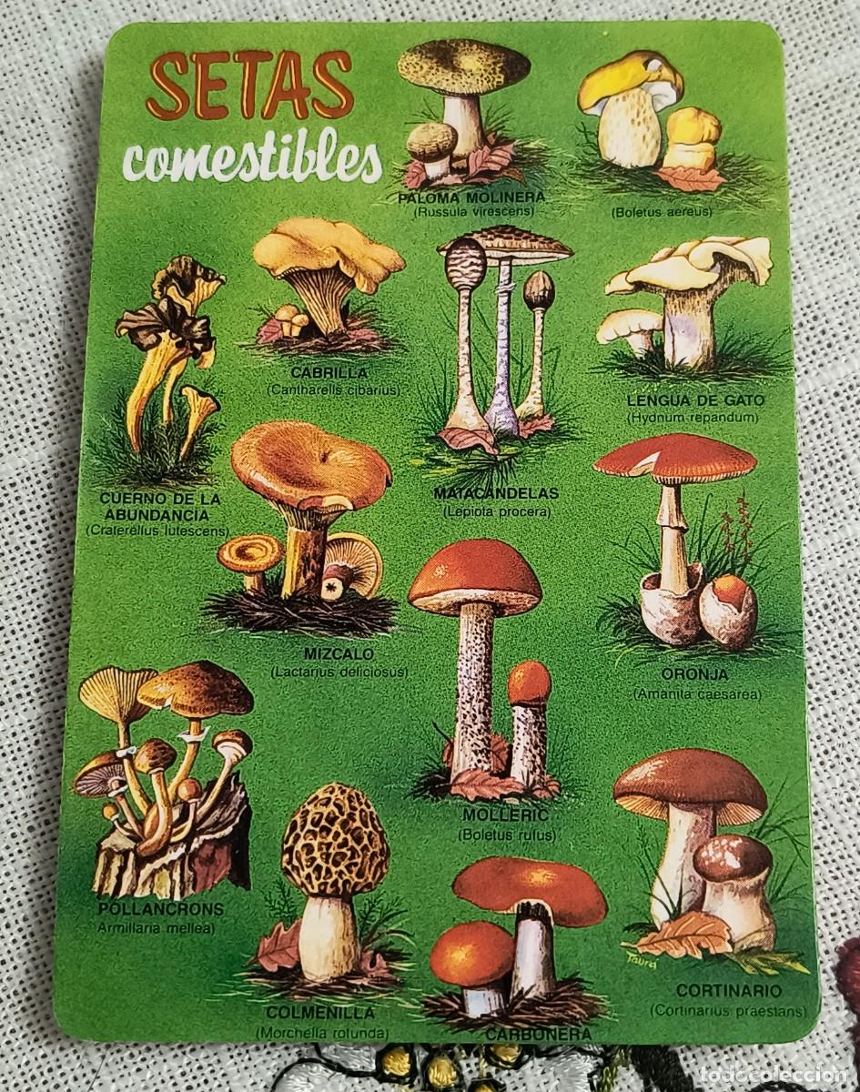 Coleccionismo Calendarios: CALENDARIO BOLSILLO | SETAS COMESTIBLES - A&Ntilde;O 1991