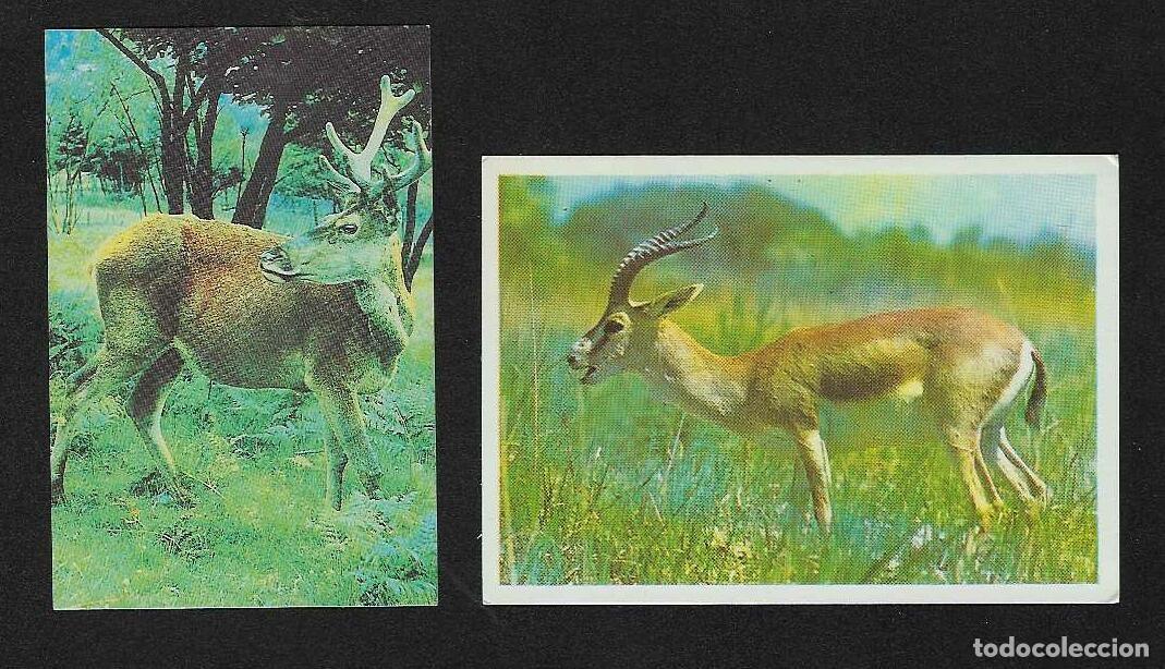 Coleccionismo Calendarios: 2 CALENDARIOS DE BOLSILLO DE RUSIA A&Ntilde;OS 1989- 1990 FAUNA - CIERVOS - VER FOTO REVERSOS