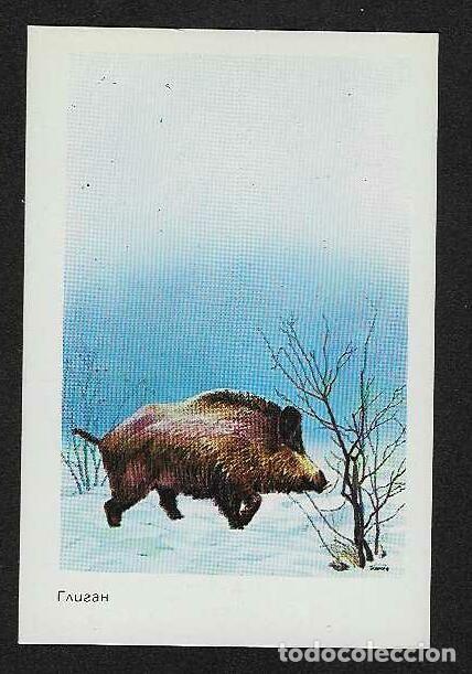 Coleccionismo Calendarios: CALENDARIO DE BOLSILLO DE RUSIA A&Ntilde;O 1984 FAUNA - JABAL&Iacute; - VER FOTO REVERSO