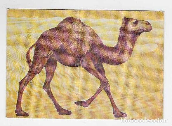 Coleccionismo Calendarios: CALENDARIO DE BOLSILLO DE RUSIA A&Ntilde;O 1987 FAUNA - DROMEDARIO - VER FOTO REVERSO