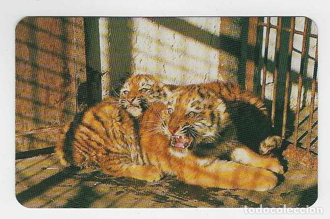 Coleccionismo Calendarios: CALENDARIO DE BOLSILLO DE RUSIA A&Ntilde;O 1998 FAUNA - TIGRES - VER FOTO REVERSO