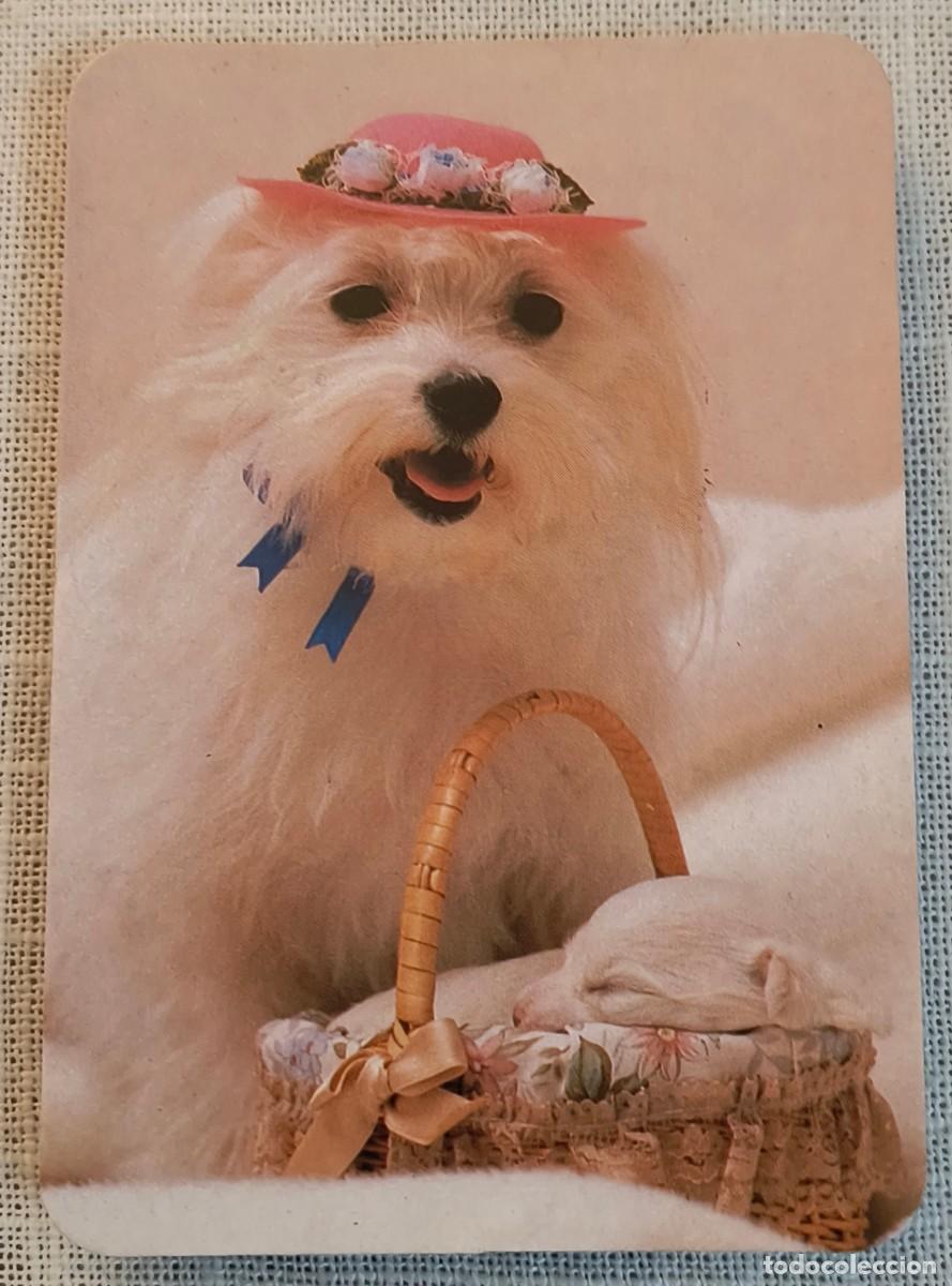 Coleccionismo Calendarios: CALENDARIO BOLSILLO | PERRITO BLANCO - A&Ntilde;O 1992
