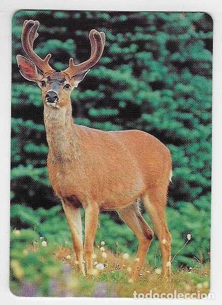 Coleccionismo Calendarios: CALENDARIO DE BOLSILLO A&Ntilde;O 1996 FAUNA - CIERVO - SIN PUBLICIDAD - VER FOTO REVERSO