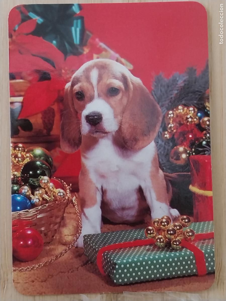 Colecionismo Calend&aacute;rios: BEAGLE CACHORRO NAVIDAD CALENDARIO 1999 PUBLI *** PAJARERIA OROPENDOLA RIVAS *** REF RR 47 ***
