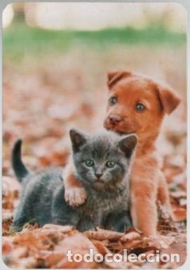 Colecionismo Calend&aacute;rios: CALENDARIO GATO Y PERRO CACHORROS JUNTOS A&Ntilde;O 2021 CAL-11137 ,5