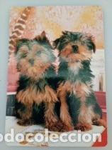 Coleccionismo calendarios: Calendario 2006 Serie CB 83 Perros