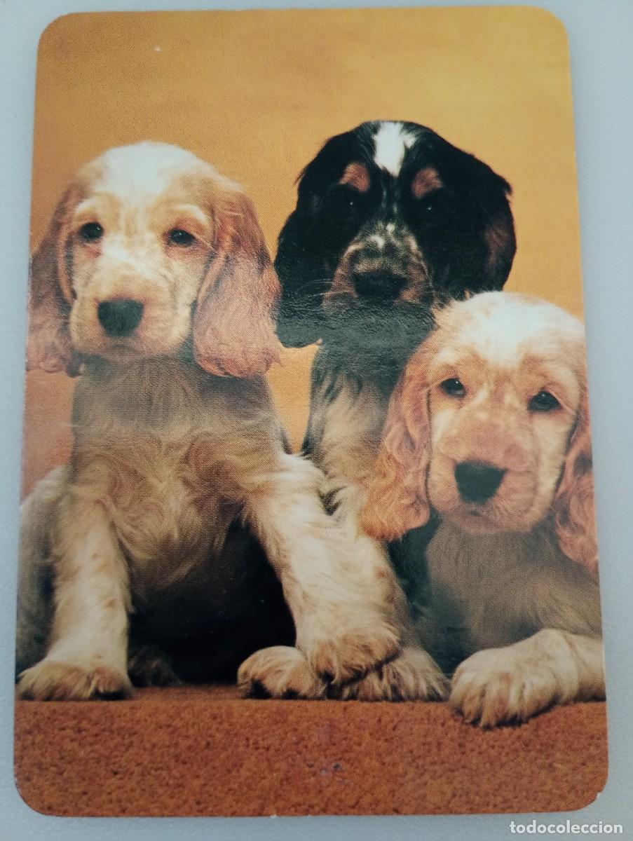 Colecionismo Calend&aacute;rios: Calendario 2001 Serie RR 43 Perros