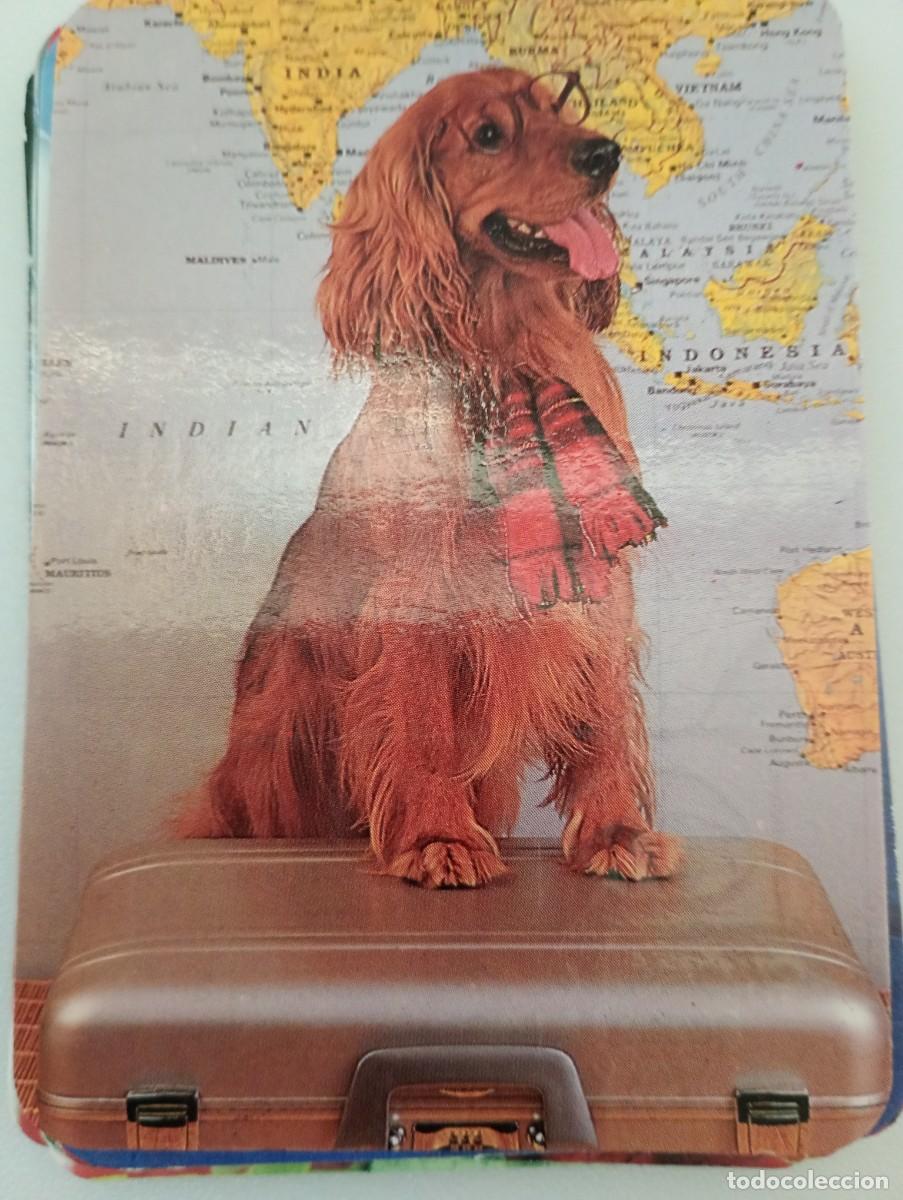 Coleccionismo calendarios: Calendario 1998 Serie WCB 477 Perros