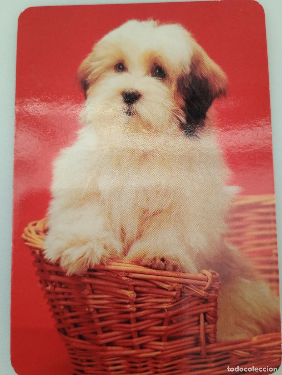 Coleccionismo calendarios: Calendario 1998 Serie L 145 Perros