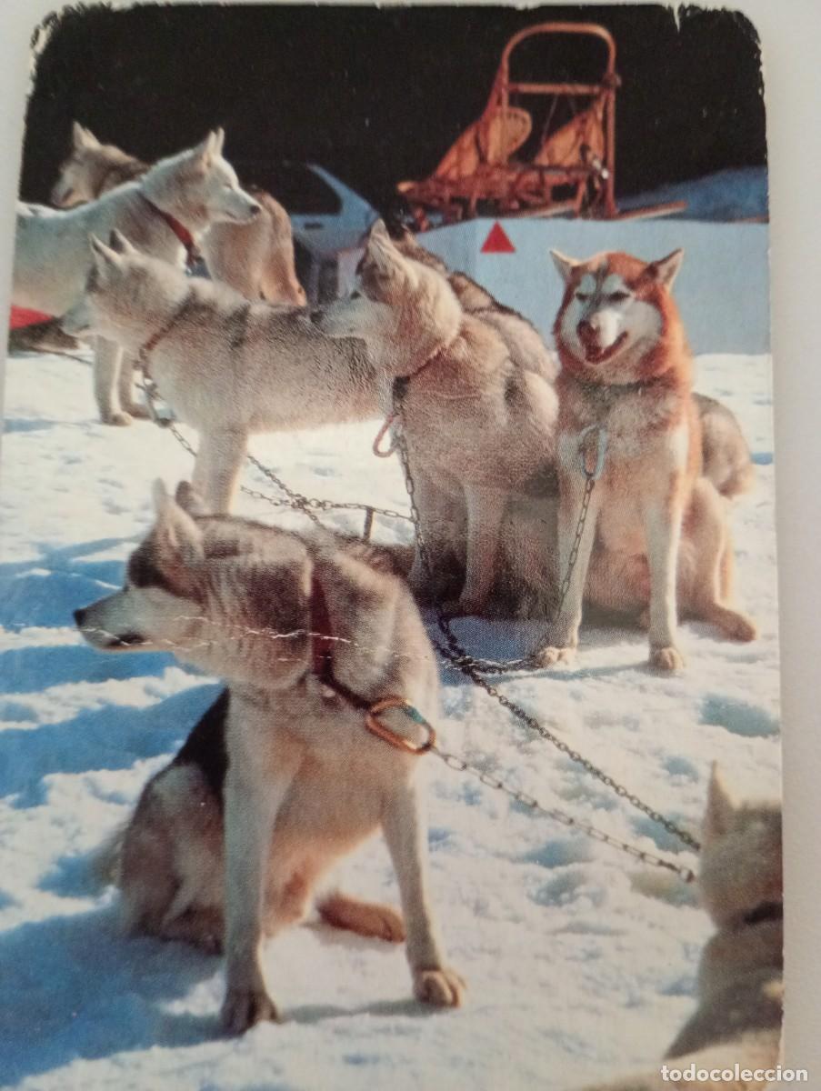 Coleccionismo calendarios: Calendario 1996 Serie ED 5538 Perros