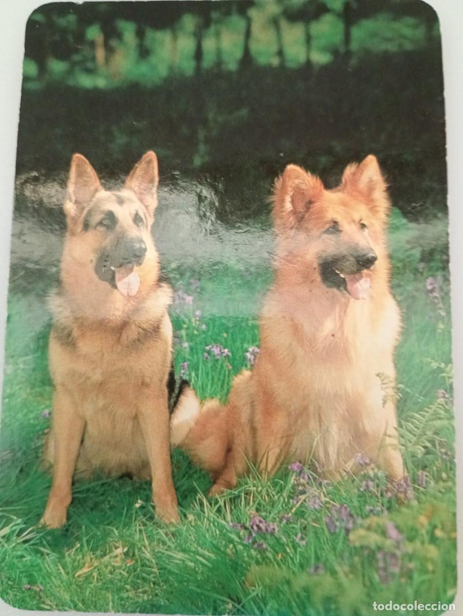 Coleccionismo calendarios: Calendario 1996 Serie BO 600 Perros
