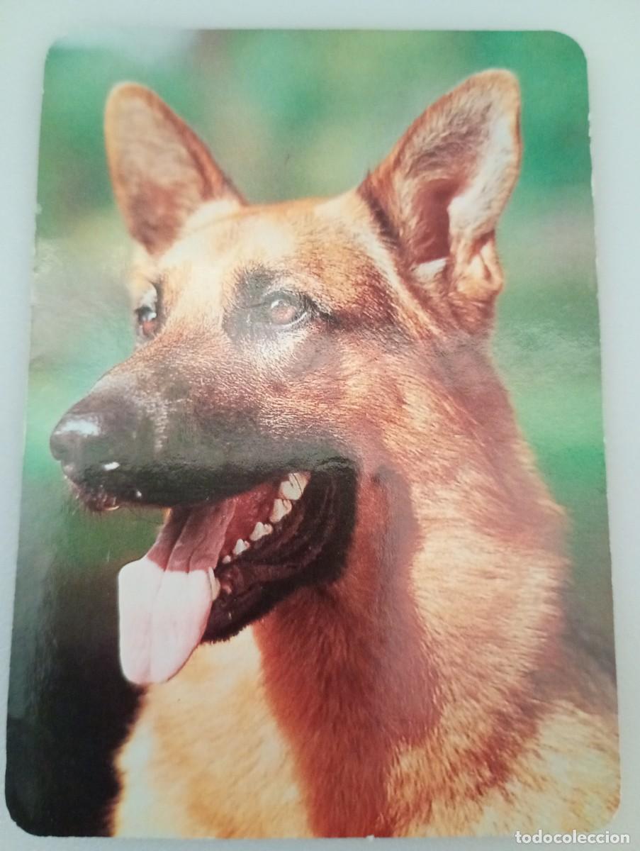 Coleccionismo calendarios: Calendario 1990 Serie BO 5.361 Perros