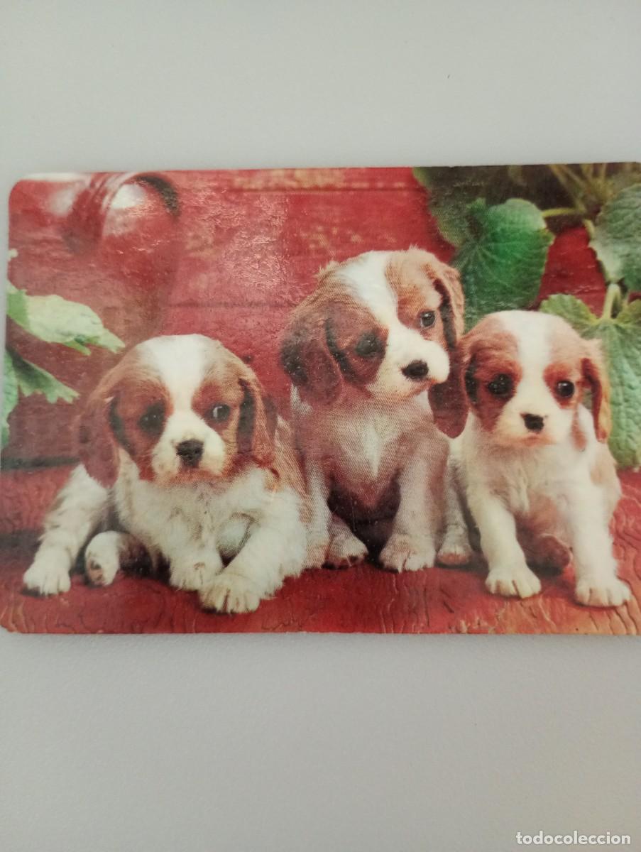 Coleccionismo calendarios: Calendario 1981 Serie MP 2 Perros