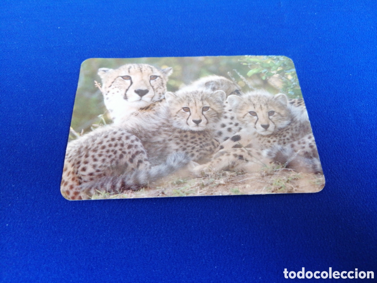 Sammeln von Kalendern: LIBRER&Iacute;AS PAR&Iacute;S VALENCIA - LEOPARDOS A&Ntilde;O 2011 CALENDARIO