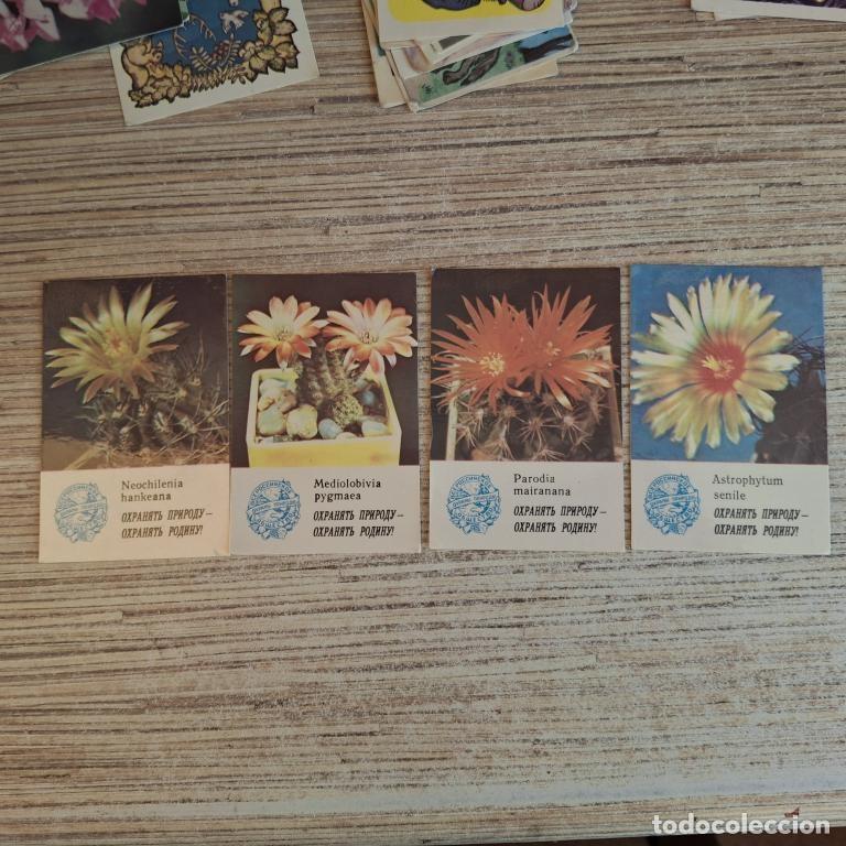Coleccionismo calendarios: Calendario de bolsillo Rusia Sovi&eacute;tica 1980s. Cactus