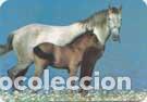 Collectionnisme Calendriers: Calendario de bolsillo 2013 EDIJAR 136