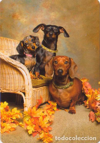 Collectables Calendars: Calendario de bolsillo 2023 A 135