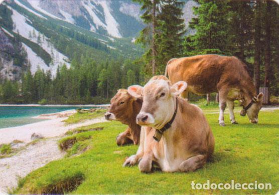 Collezionismo Calendari: Calendario de bolsillo 2023 A 126