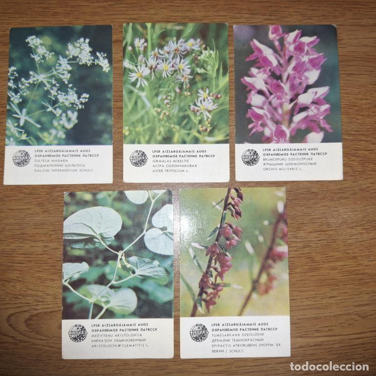 Coleccionismo calendarios: Calendario de bolsillo 1978 URSS Plantas protegidas de Letonia