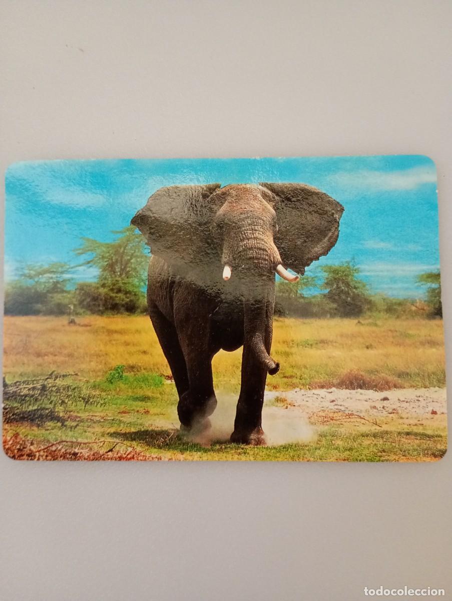 Coleccionismo calendarios: Calend&aacute;rio Portugal 1992 Animales Elefante