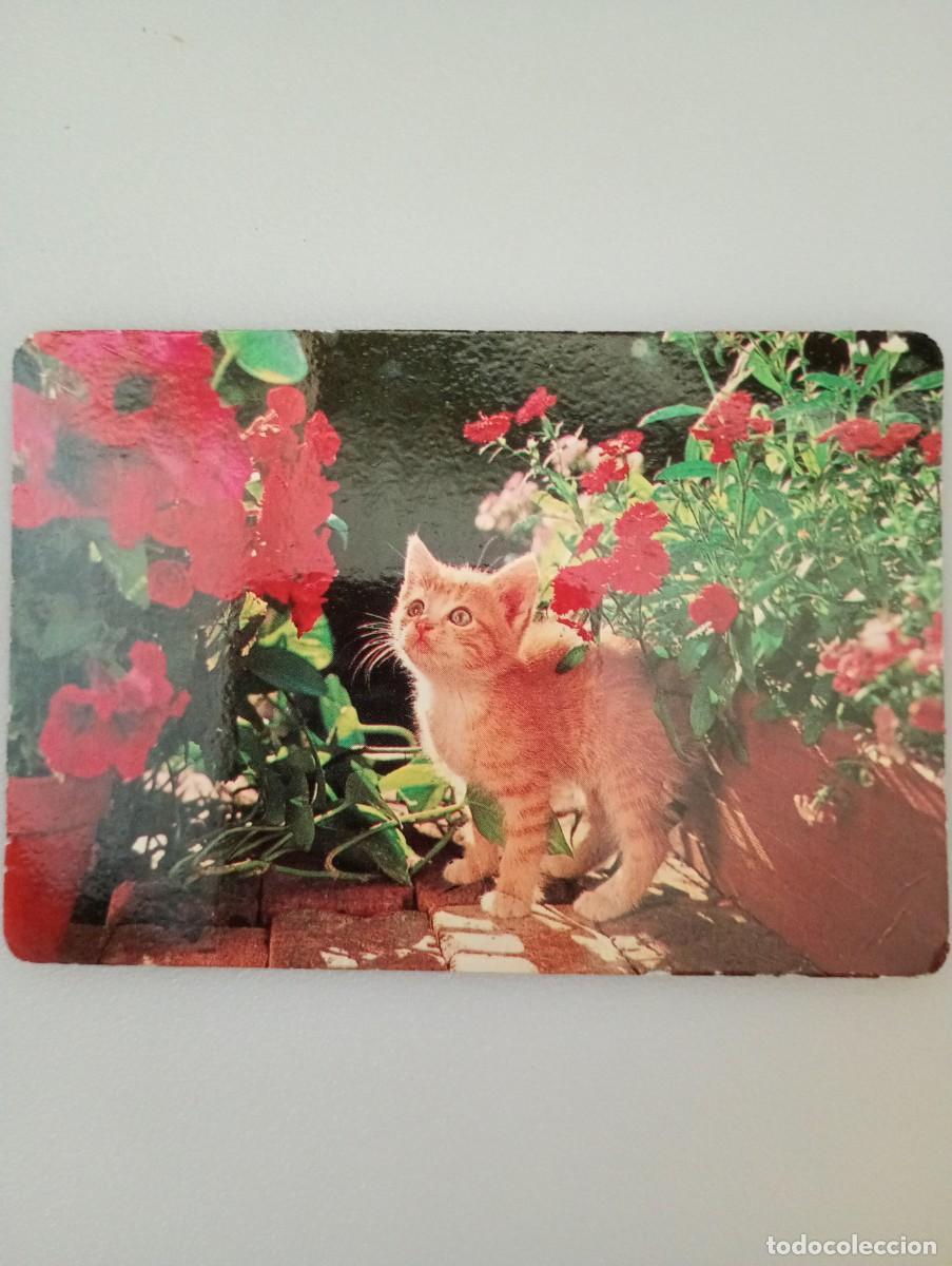 Coleccionismo calendarios: Calend&aacute;rio Portugal 1992 Animales Gato