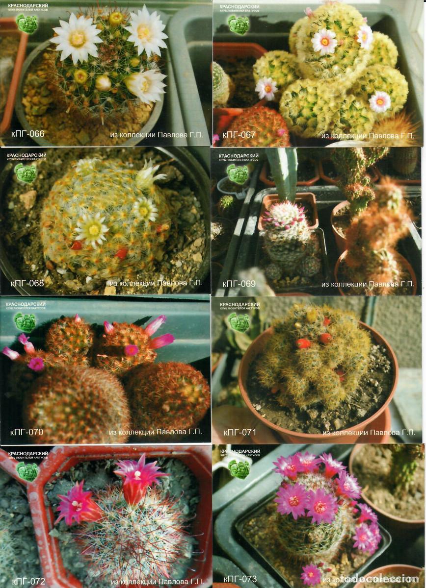 Coleccionismo calendarios: 55 CALENDARIOS DE BOLSILLO DE RUSIA - A&Ntilde;O 2015 - CACTUS