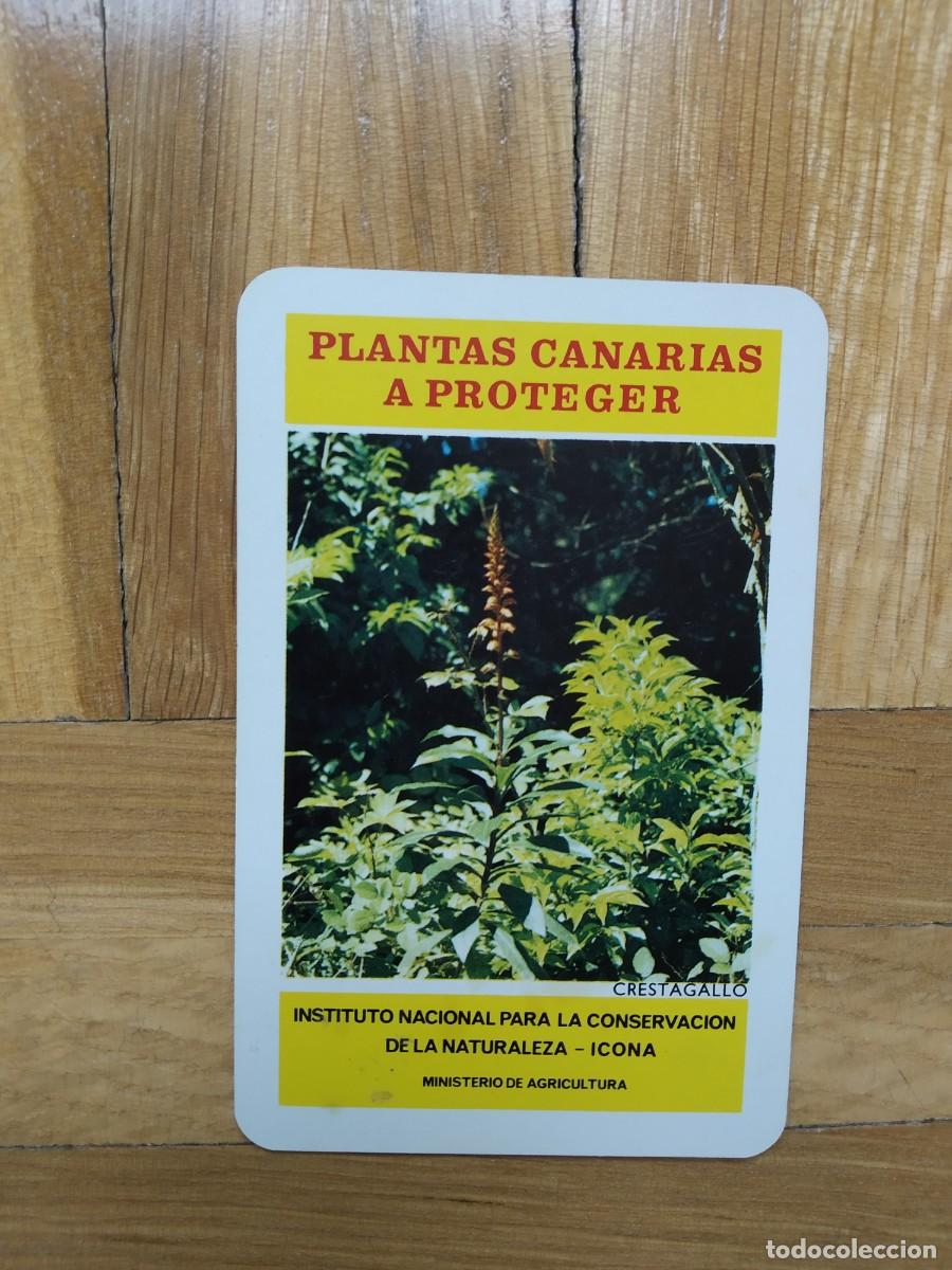 Coleccionismo calendarios: CALENDARIO FOURNIER ICONA PLANTAS CANARIAS A PROTEGER CRESTAGALLO A&Ntilde;O 1974 VER FOTOS