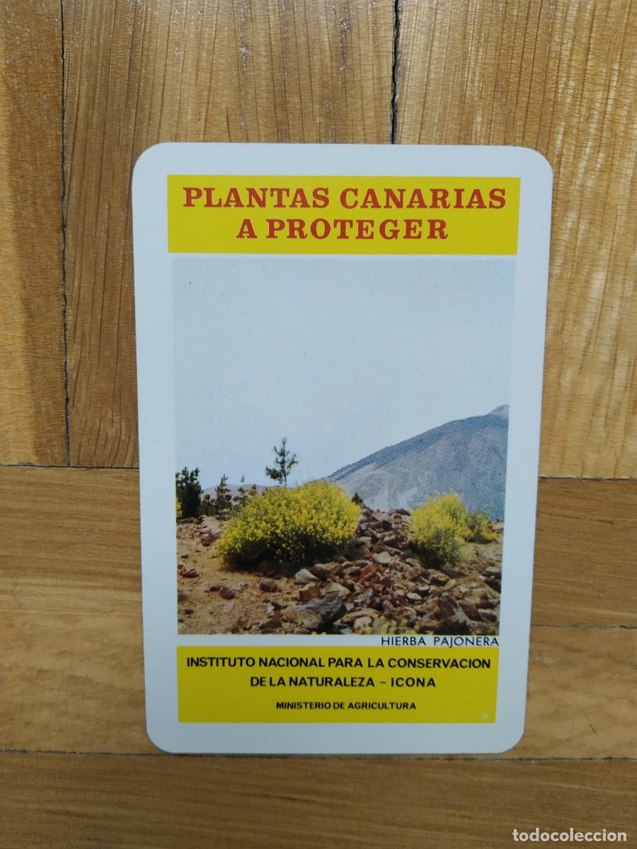 Coleccionismo calendarios: CALENDARIO FOURNIER ICONA PLANTAS CANARIAS A PROTEGER HIERBA PAJONERA A&Ntilde;O 1974 VER FOTOS NUEVO