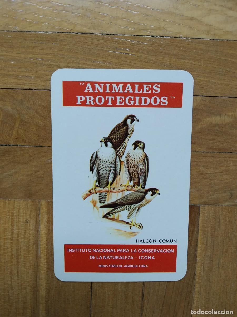 Coleccionismo calendarios: CALENDARIO FOURNIER ICONA ANIMALES PROTEGIDOS HALCON COMUN A&Ntilde;O 1975 VER FOTOS NUEVO