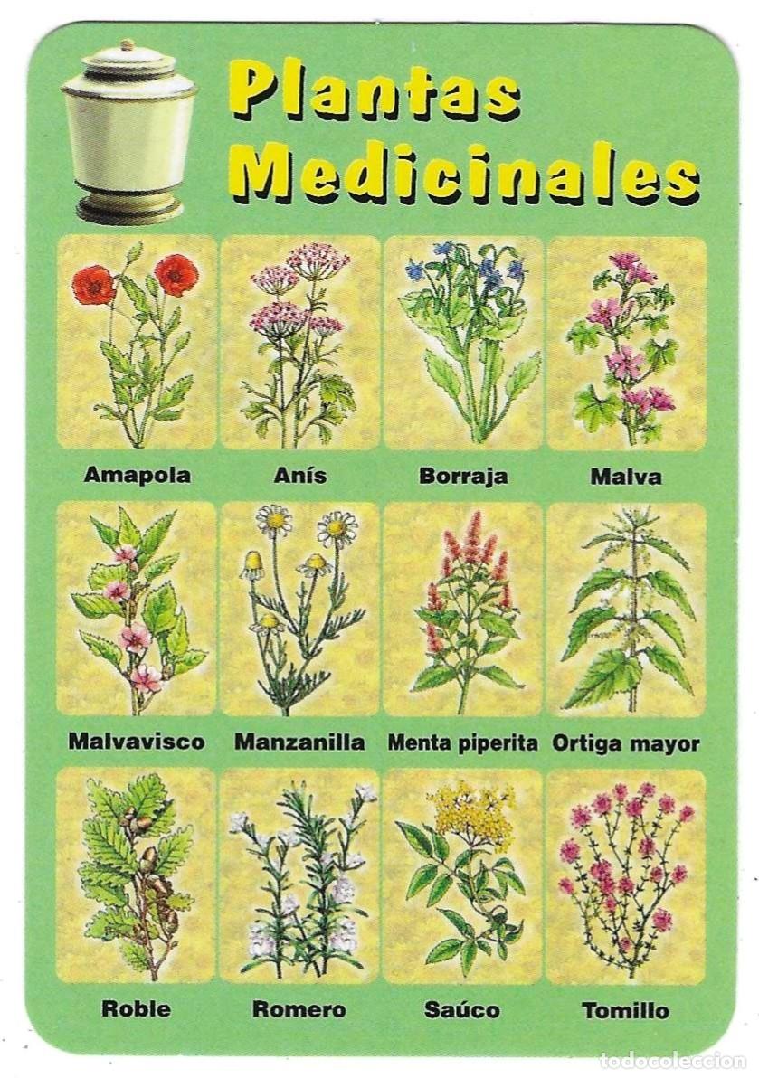 Coleccionismo calendarios: Calendario a&ntilde;o 2006. Plantas Medicinales. ref. 11-06egc118