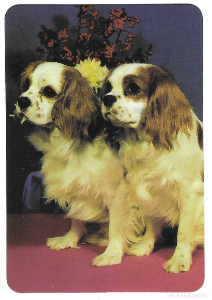 Coleccionismo calendarios: Calendario a&ntilde;o 2004. Perros. ref. 11-04egc56