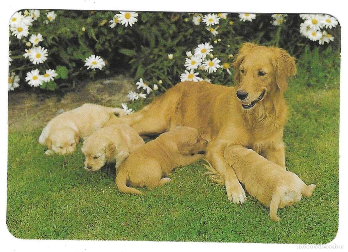 Coleccionismo calendarios: Calendario a&ntilde;o 2004. Perro y cachorros. ref. 11-04egc59